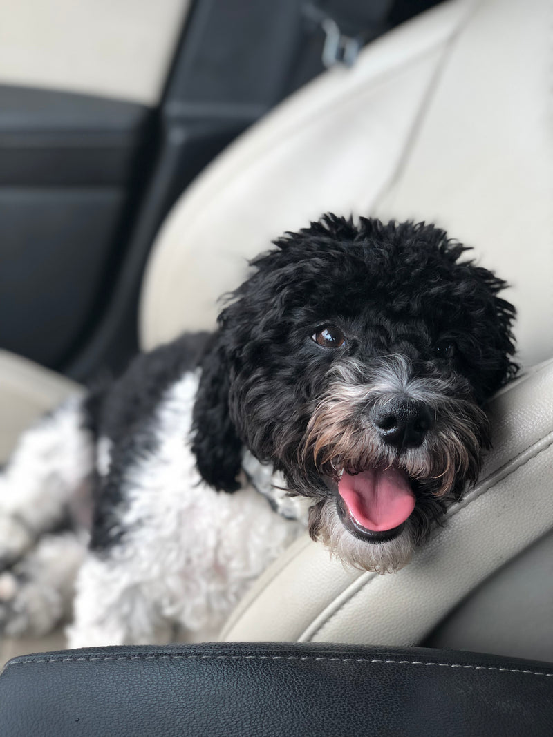 "Moosh" aka Mushu